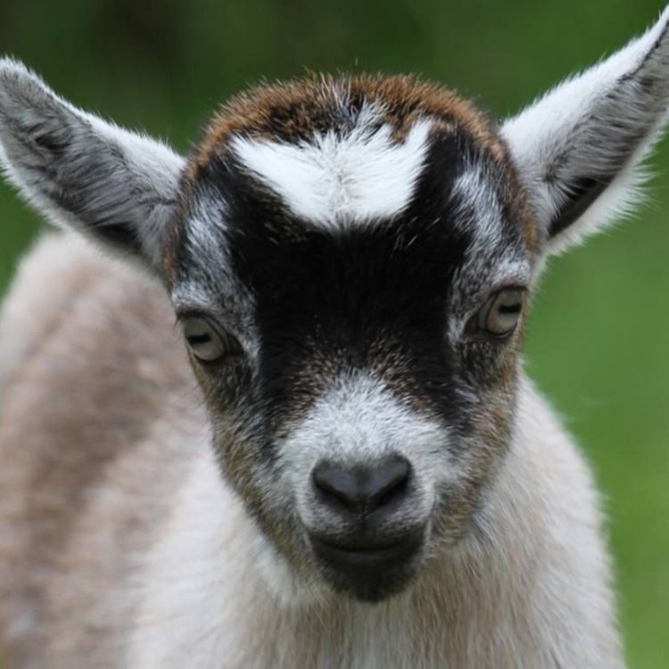 The Unforgettable Charm of the American Pygmy Goat: A Guide to the Adorable Creatures of the United States