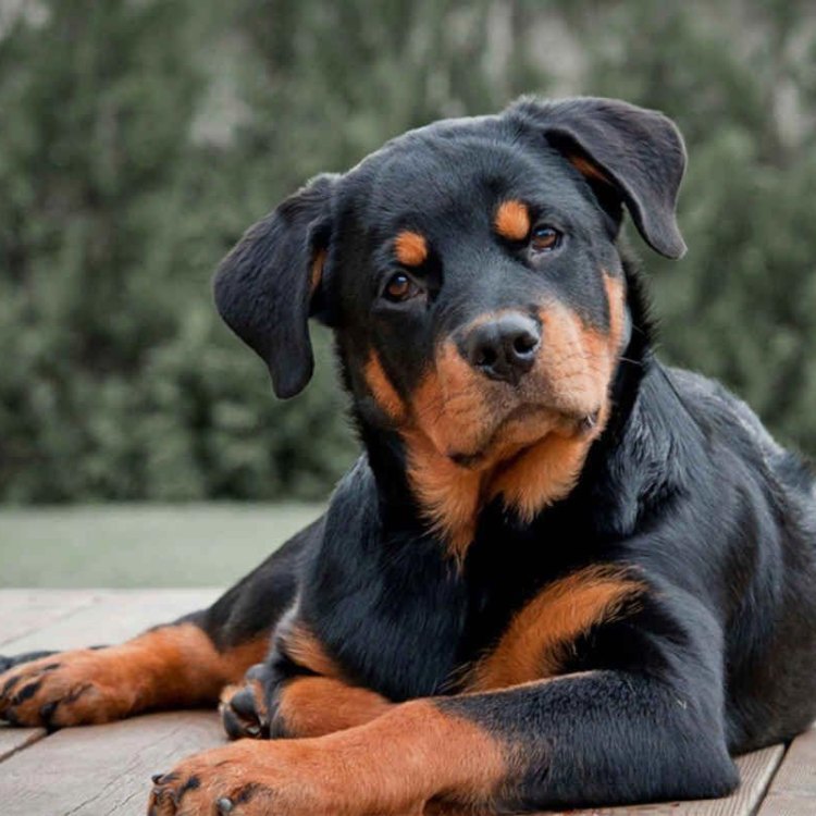 The Magnificent Long Haired Rottweiler: A Powerful and Loyal Companion