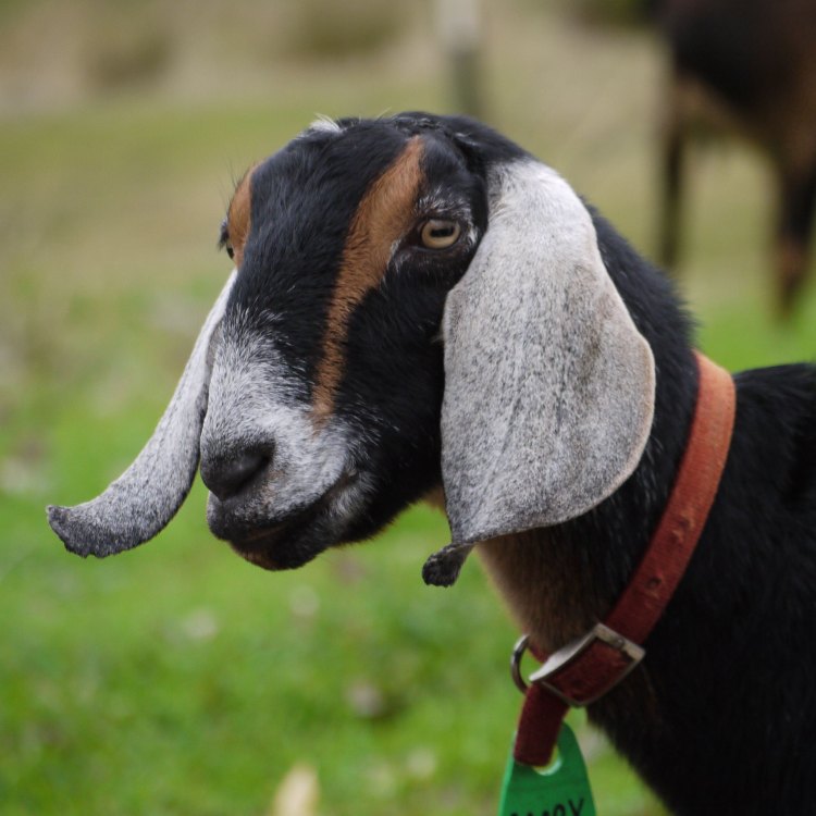 The Versatile and Adaptable Nubian Goat