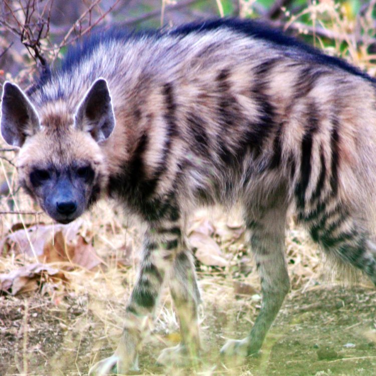 The Fascinating World of the Striped Hyena