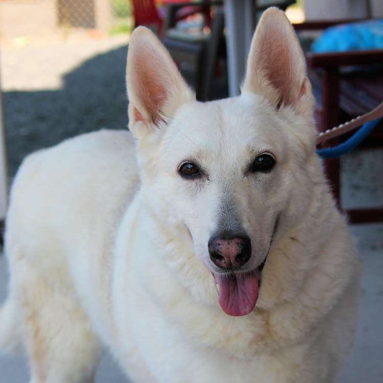 The Beautiful and Unique White German Shepherd
