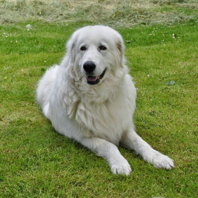 The Mighty Maremma Sheepdog: A Guardian of Italy's Countryside
