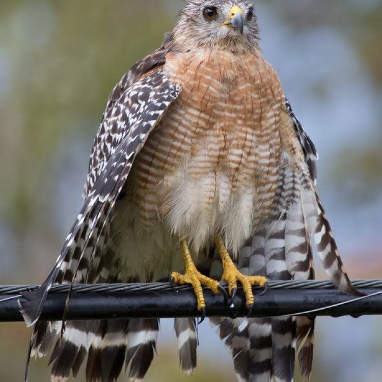 The Fascinating Red-Shouldered Hawk: A Master of the Skies