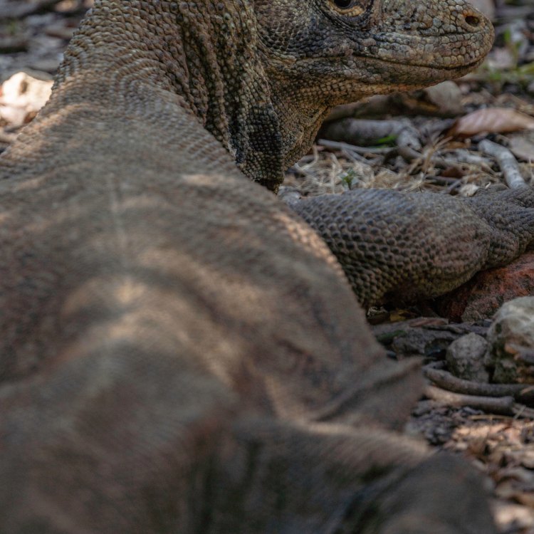 Komodo Dragon: The Majestic Carnivore of Indonesia