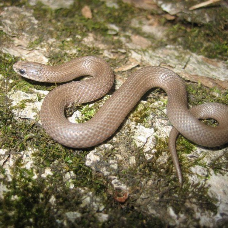 The Smooth Earth Snake: A Hidden Gem in the Eastern United States