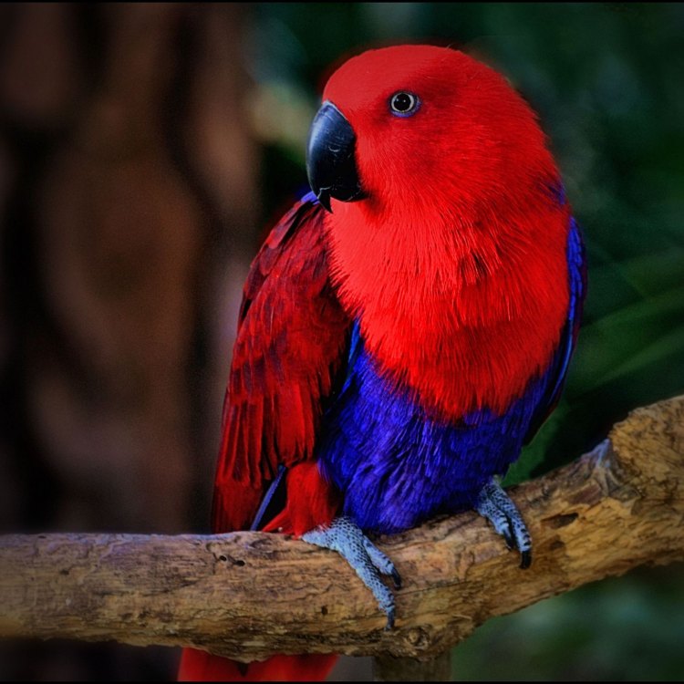 A Colorful Wonder: The Eclectus Parrot