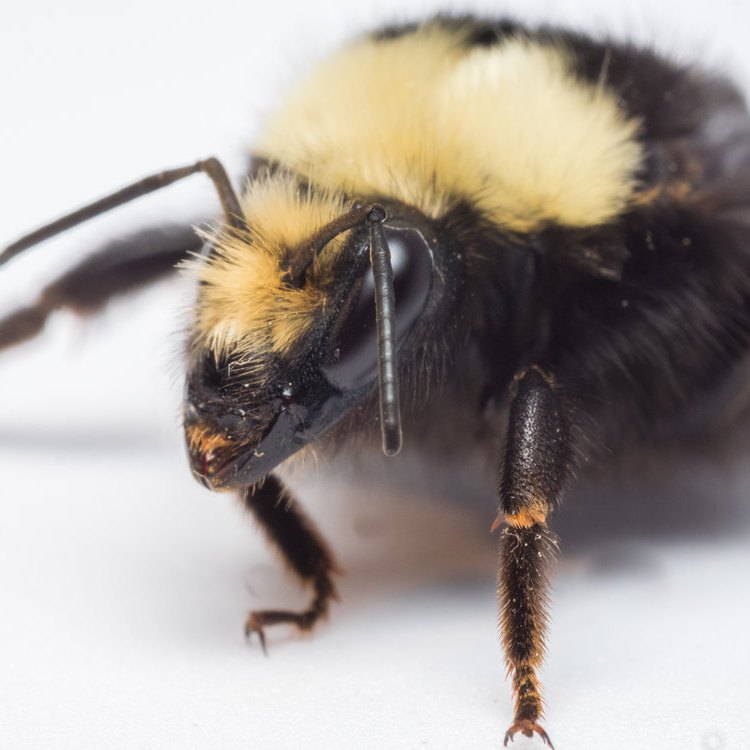 The Fascinating World of the Yellow-Faced Bee: A Native of Hawaii