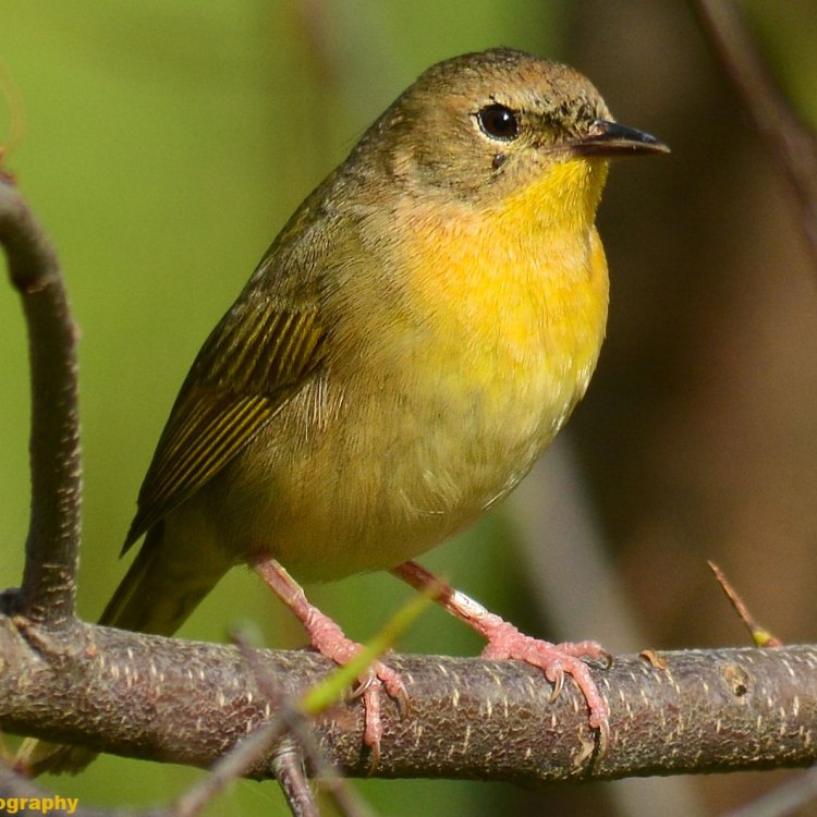 The Colorful and Energetic Warbler: A Small Bird with a Big Impact
