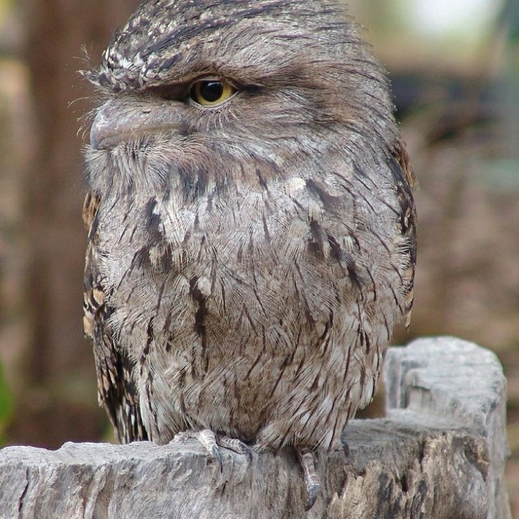 The Fascinating Tawny Frogmouth: An Australian Nocturnal Hunter