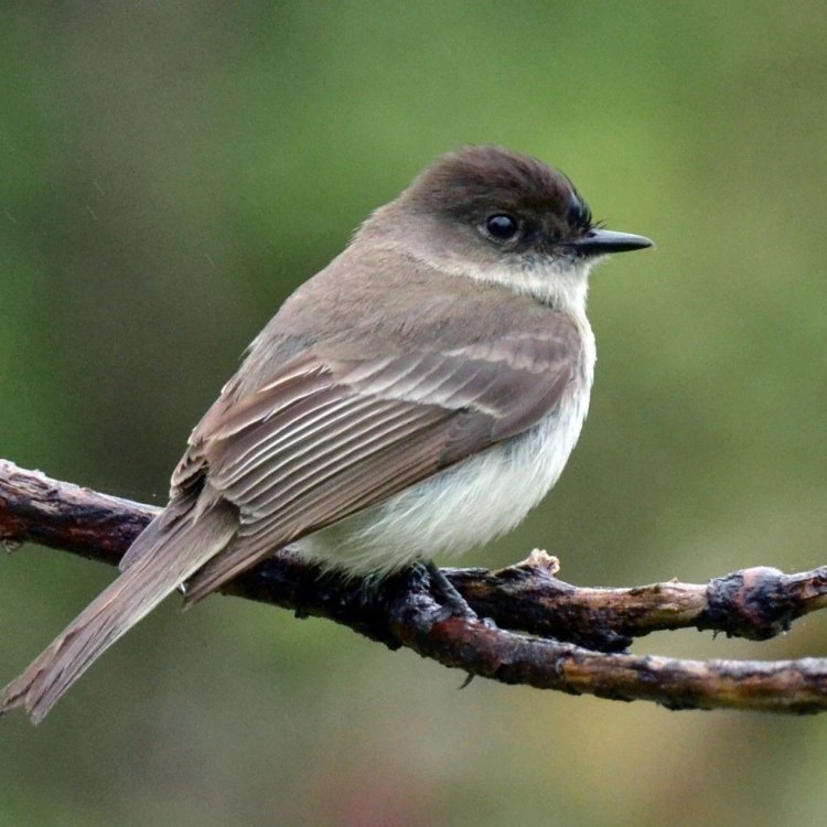 The Charming Eastern Phoebe: A Small But Mighty Bird of Eastern North America