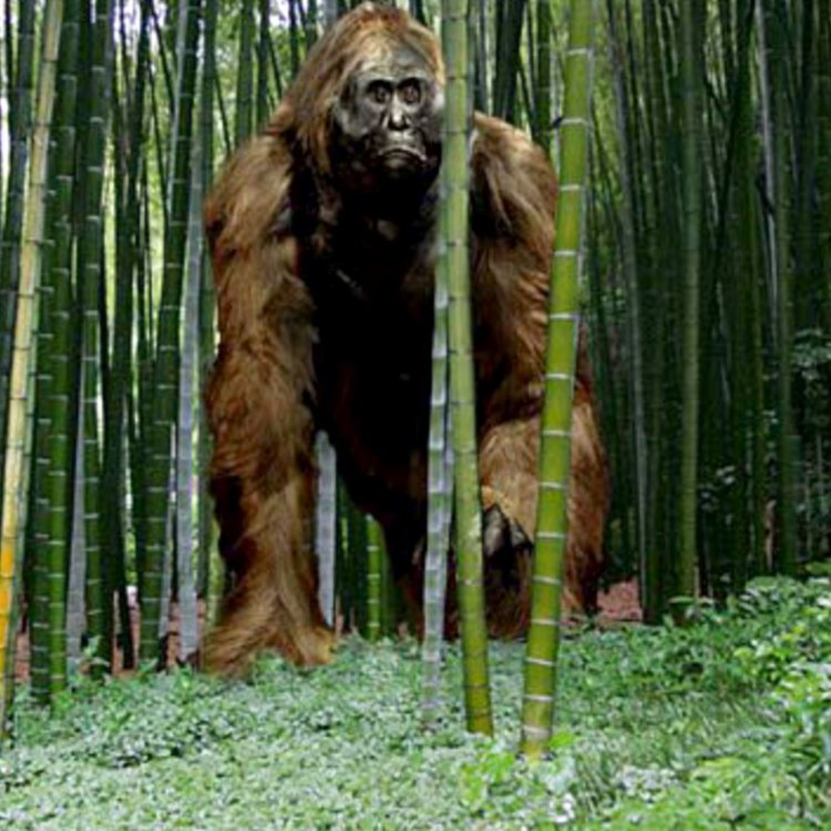 The Elusive Giant of the Rainforests: Gigantopithecus