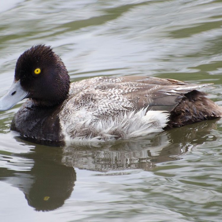 The Fascinating World of the Lesser Scaup: North America's Diving Duck