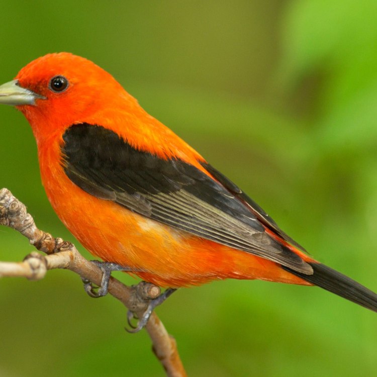 The Astonishing Scarlet Tanager: A Jewel of the Eastern North American Forests