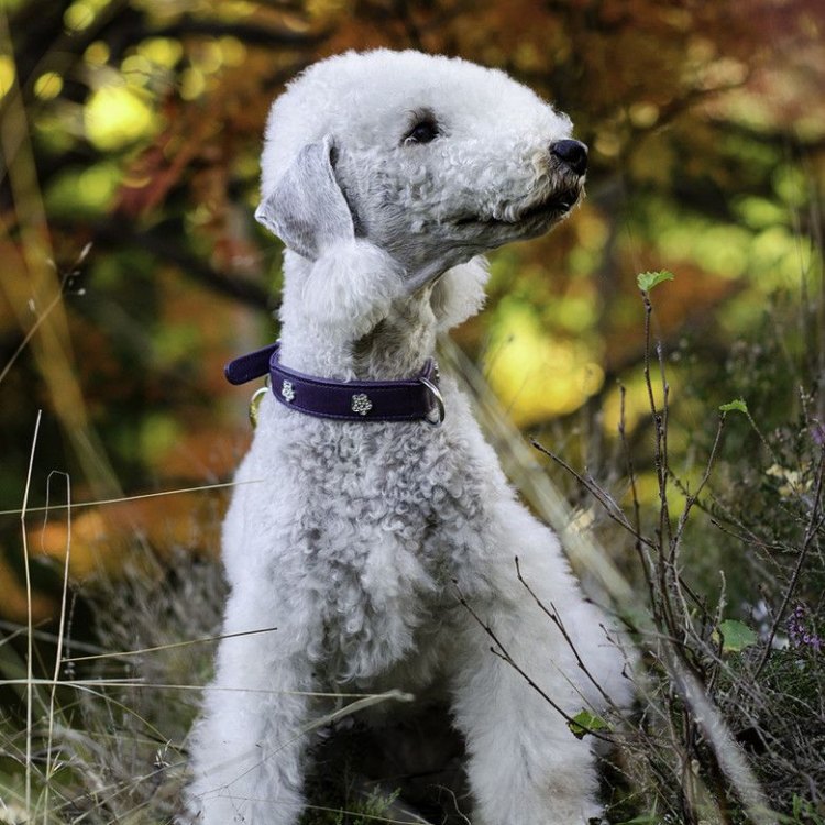 The Unique and Adorable Bedlington Terrier: A Guide to the Canine World