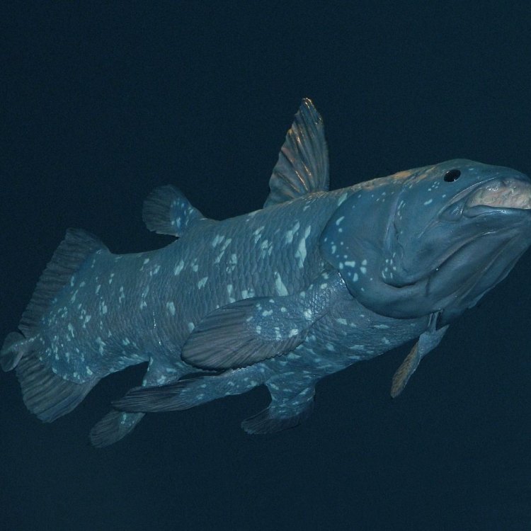The Coelacanth: A Mysterious Creature from the Depths of the Indian Ocean