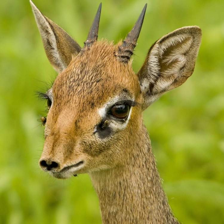 The Dik Dik: The Cutest Antelope in the Savanna
