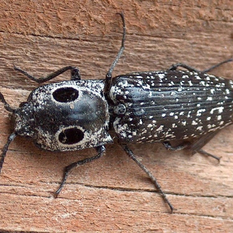 The Intriguing Life of the Common Furniture Beetle