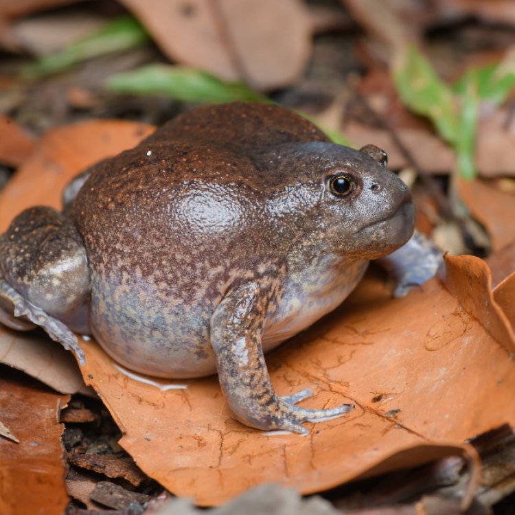 The Fascinating Life of the Burrowing Frog: Nature's Little Engineer