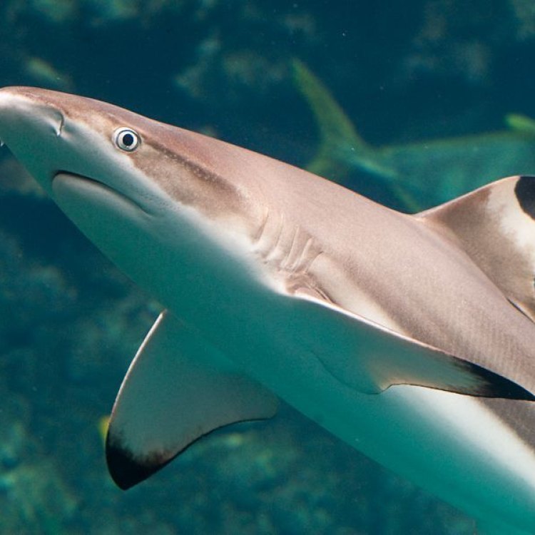 The Agile Hunter of the Ocean: Discovering the Blacktip Shark