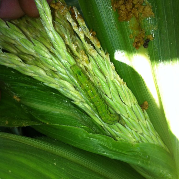 The Corn Earworm: A Small Insect with a Big Impact