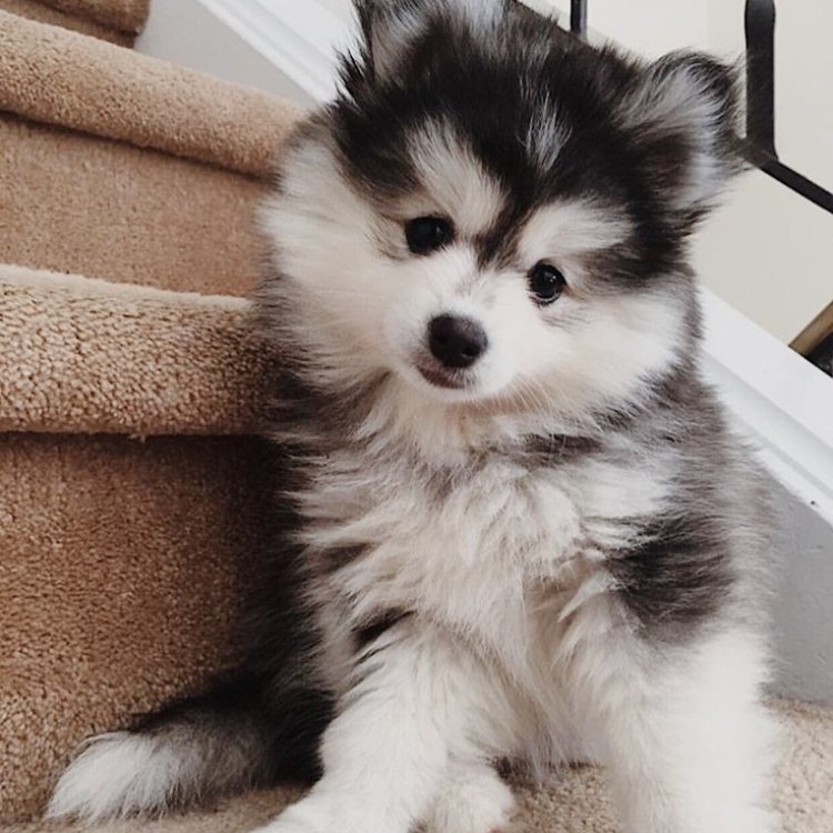 The Adorable and Popular Pomsky: Get to Know the Hybrid Breed Taking the World by Storm