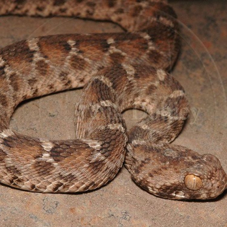 The Deadly Beauty of the Carpet Viper: A Closer Look into Echis carinatus