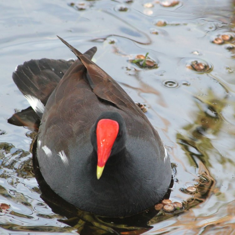 The Fascinating Moorhen: A Small Bird with a Big Presence