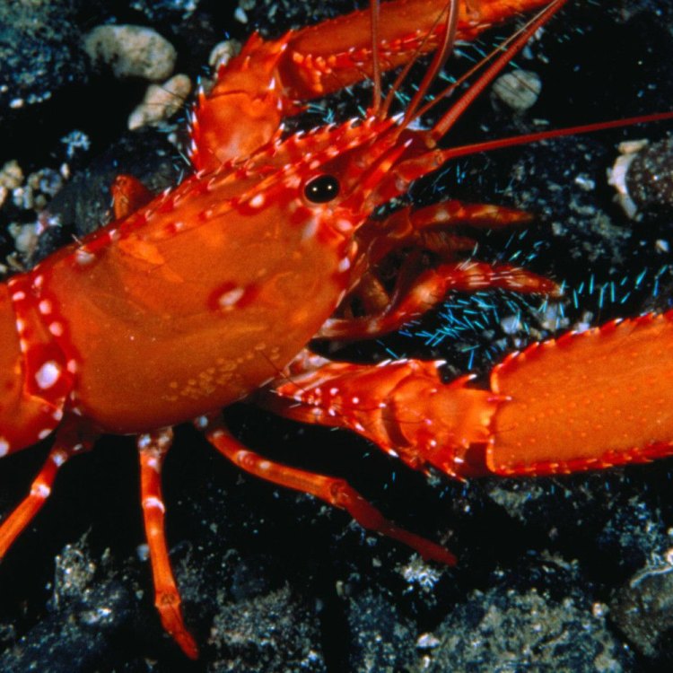 The Fascinating World of the American Lobster