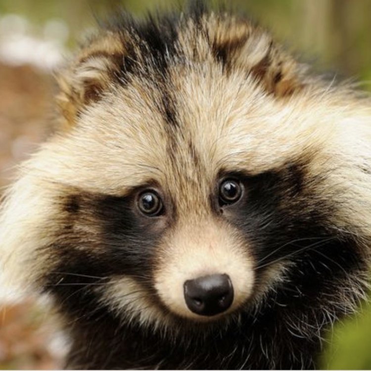 The Fascinating Raccoon Dog: A Master of Adaptation and Survival