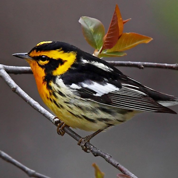 Blackburnian Warbler: A Vibrant and Fascinating Songbird