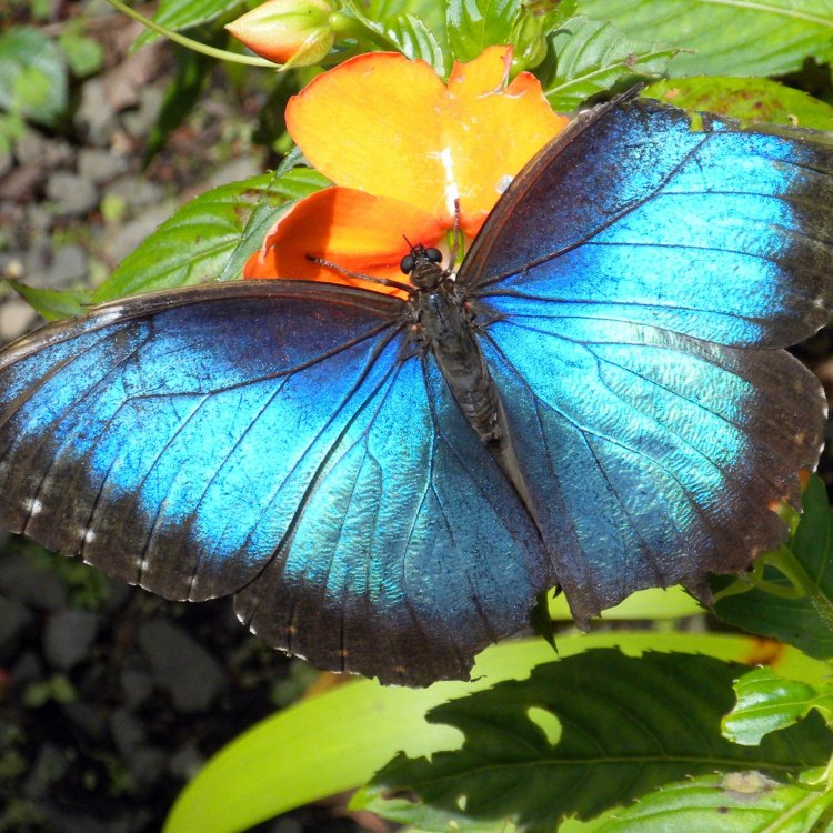 The Magical Beauty of the Morpho Butterfly