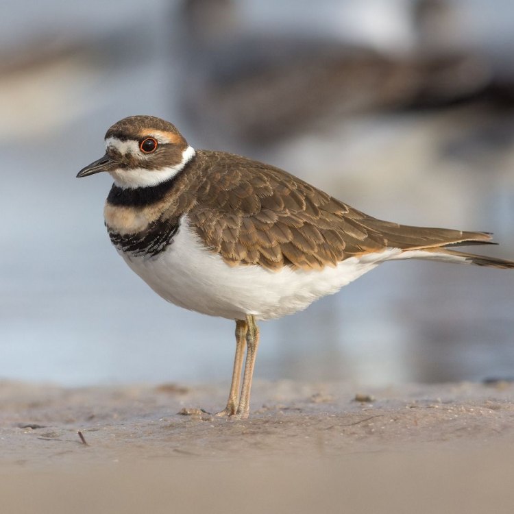 The Killdeer: A Fascinating Bird Found in North and South America