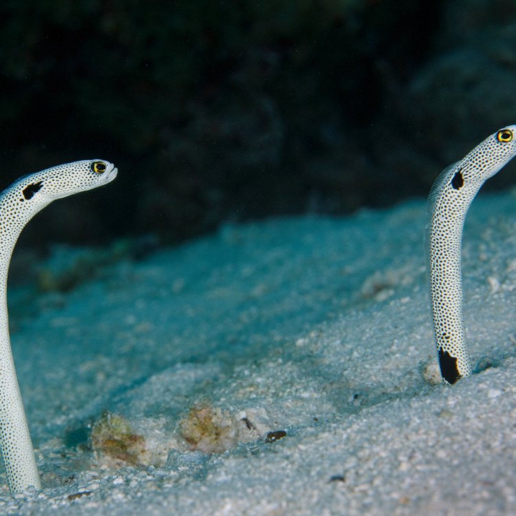 The Fascinating World of the Spotted Garden Eel