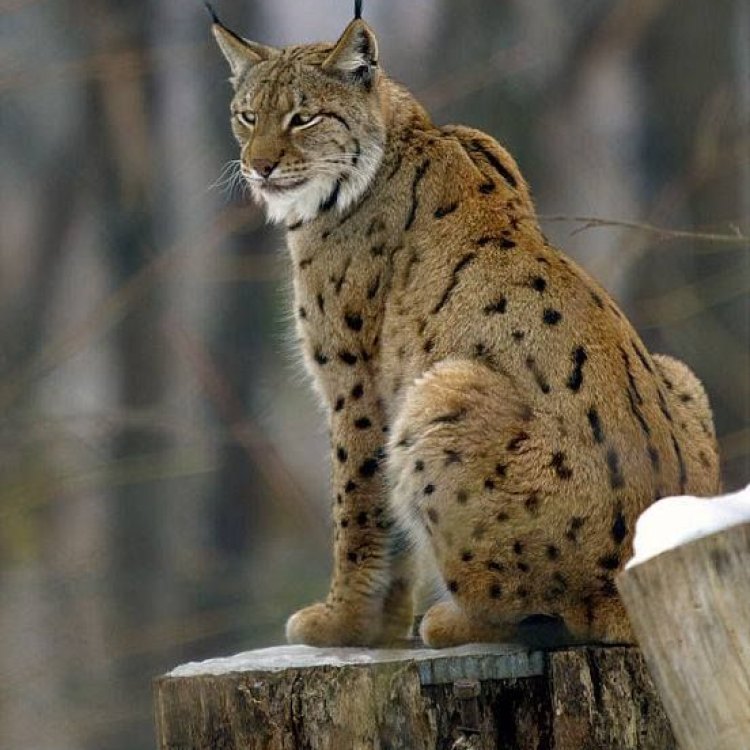 A Rare and Endangered Beauty: The Balkan Lynx