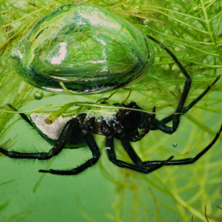 The Fascinating World of the Diving Bell Spider: A Master of Underwater Survival