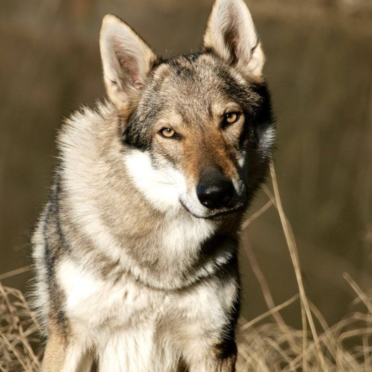 The Alluring Czechoslovakian Wolfdog: A Unique Hybrid of Nature and Nurture