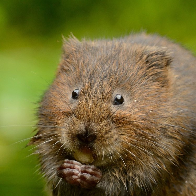 The Resilient and Adorable Water Vole: Surviving in Harsh Environments