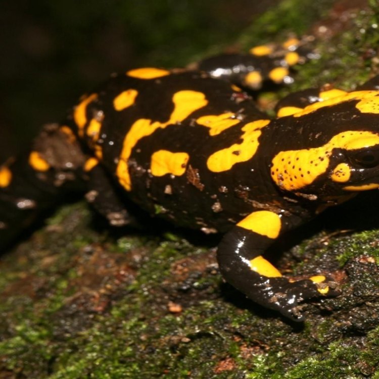 The Fascinating Fire Salamander: A Deadly Beauty