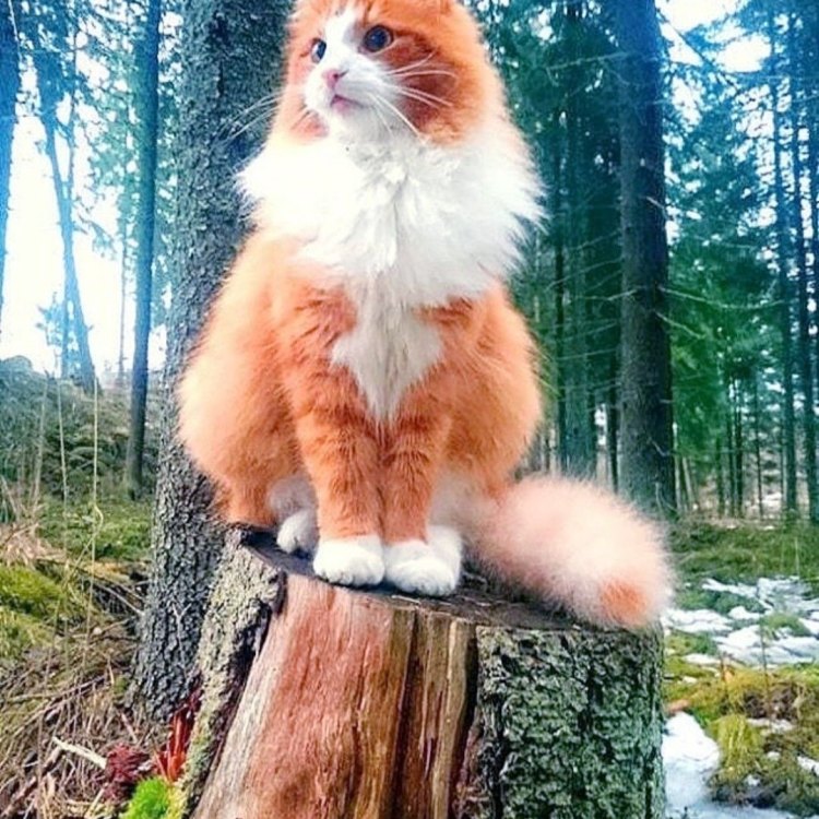 The Magnificent Norwegian Forest Cat: A Majestic Creature of the Forest