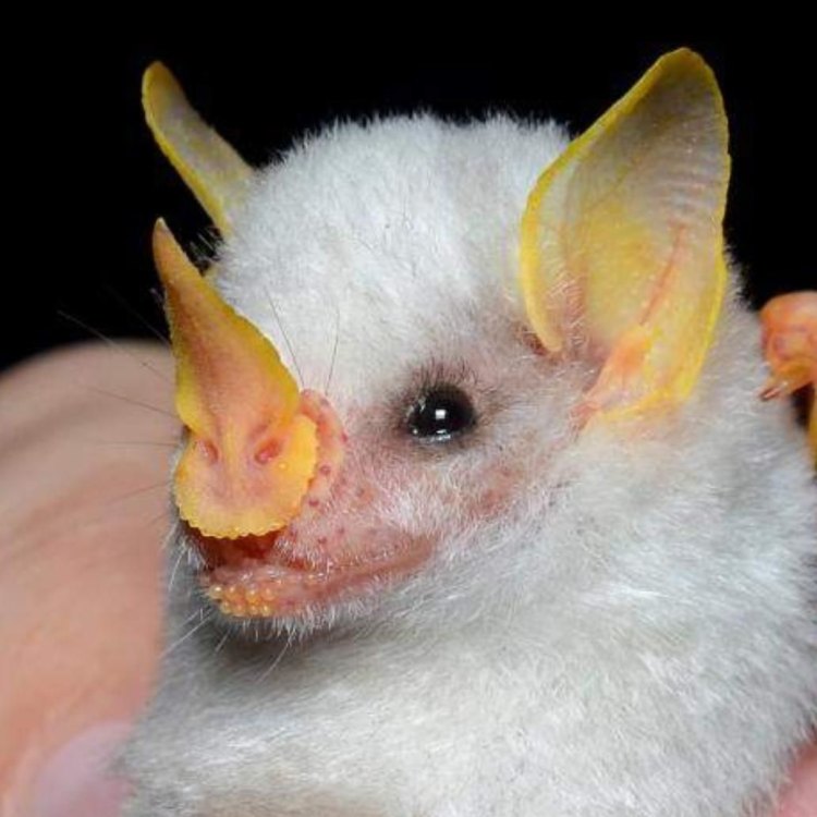 Honduran White Bats: Mysterious Creatures of the Rainforest