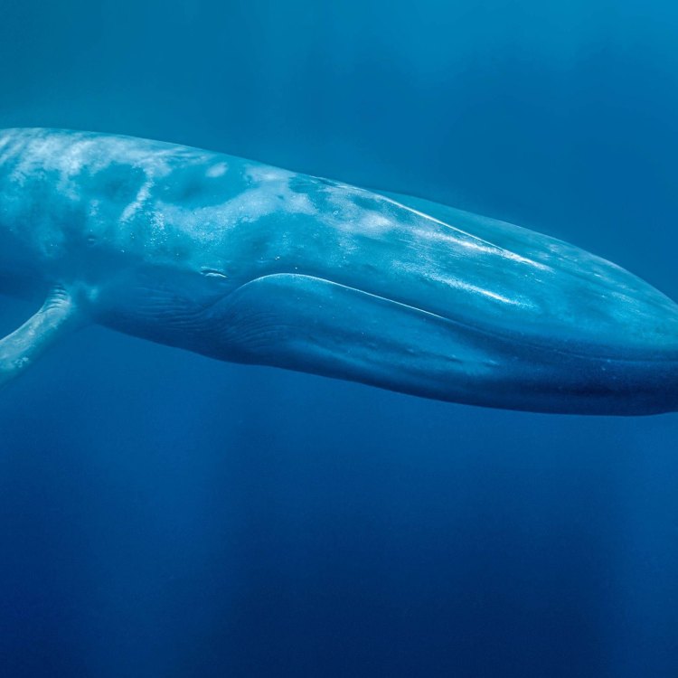 The Mighty Blue Whale: A Marvel of Nature's Diversity