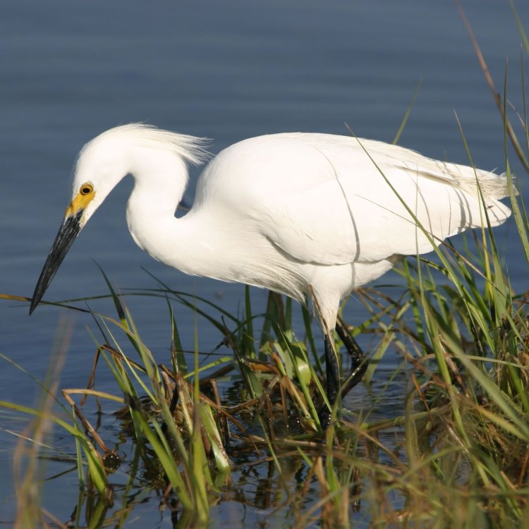 The Graceful and Charming Egret: A Closer Look at the White Heron