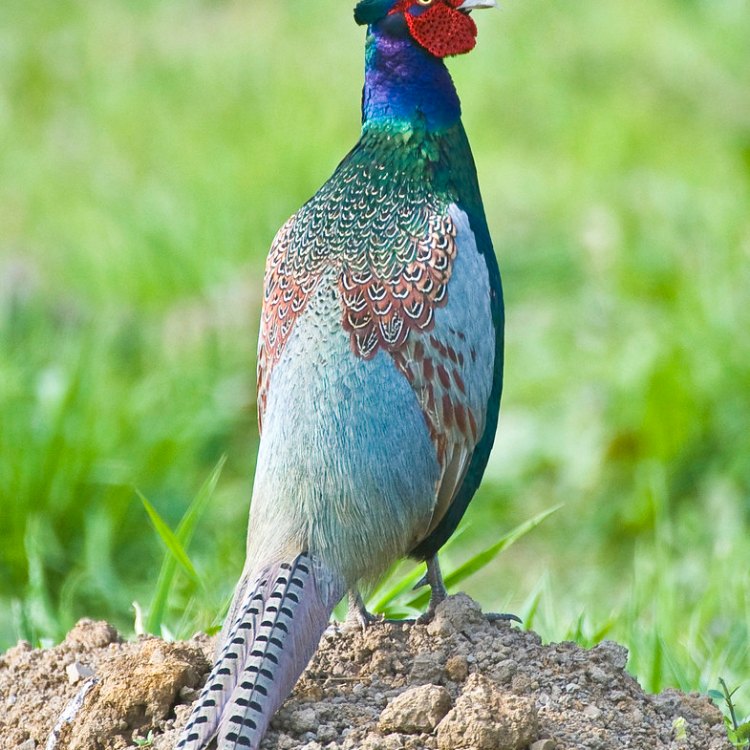 The Majestic Pheasant: A Colorful Bird with a Rich History