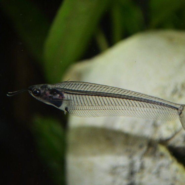 The Mystical Ghost Catfish: A Closer Look at the Invisible Creature