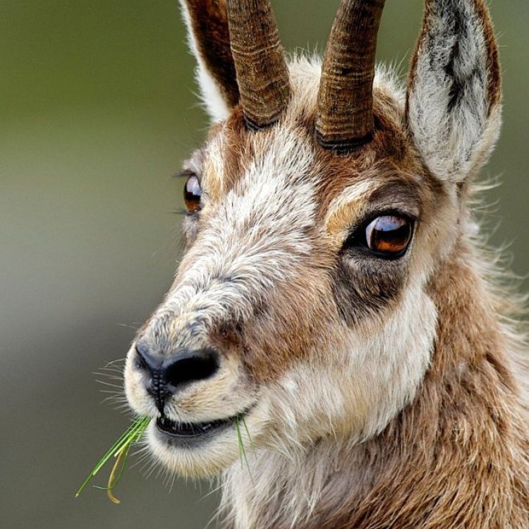 A Closer Look at the Chamois: Europe's Mountain Goat