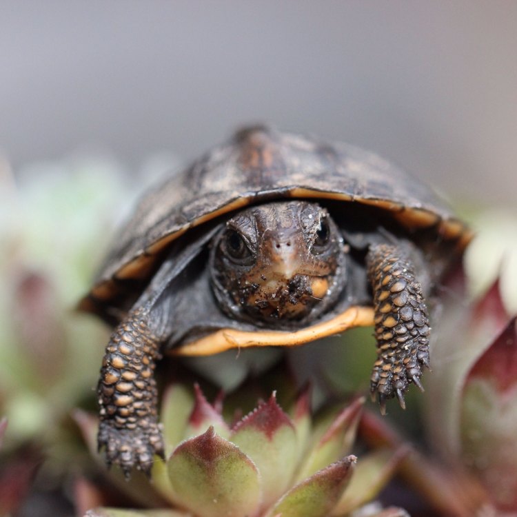 The Fascinating World of Box Turtles