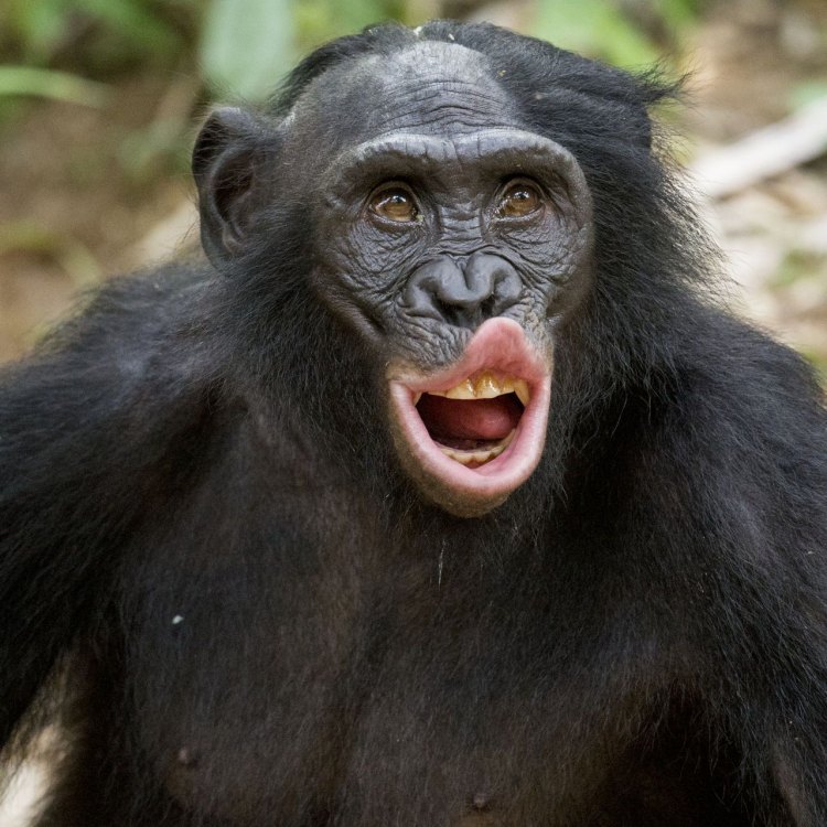 The Fascinating World of Bonobos: An Insight into Nature's Smartest Primates