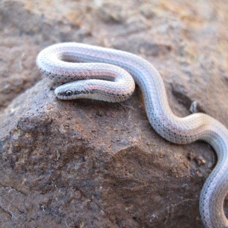 The Elusive Hunter: Exploring the Mysteries of the Sharp Tailed Snake