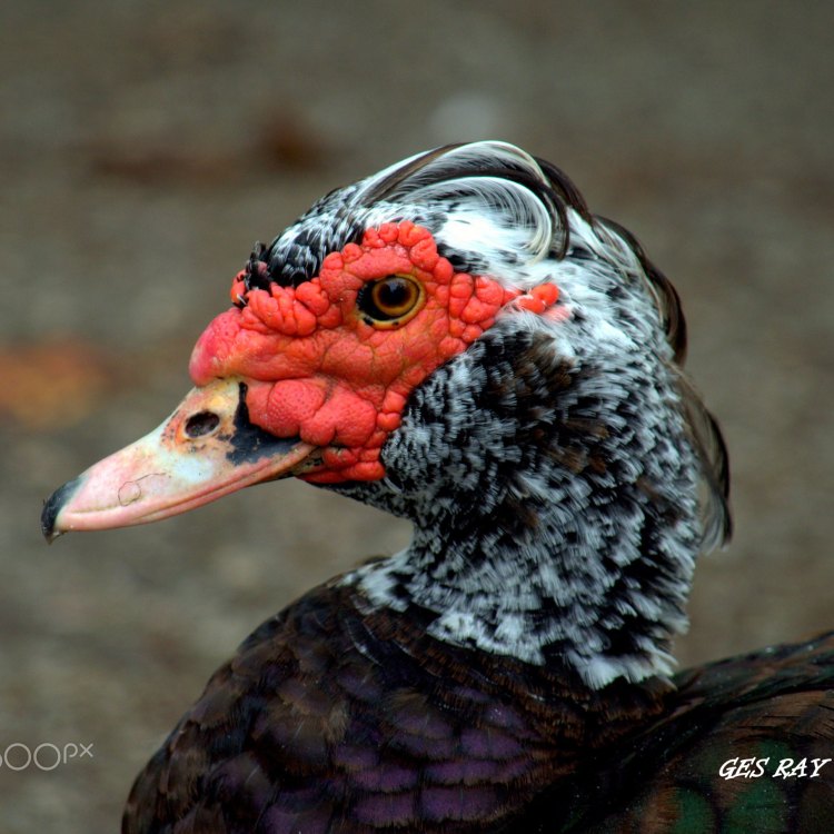 The Fascinating World of Muscovy Ducks