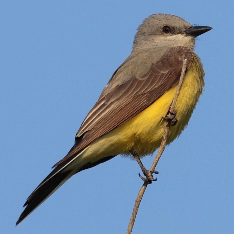 Welcome to the World of the Western Kingbird – The Mighty Songbird of Western North America